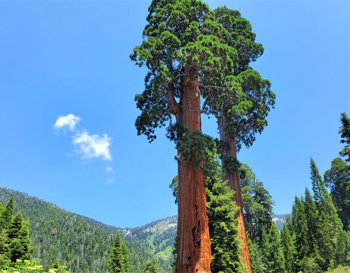 Sequoia Trails, Mountains, Fun & Relax Villa Ponderosa Esterno foto